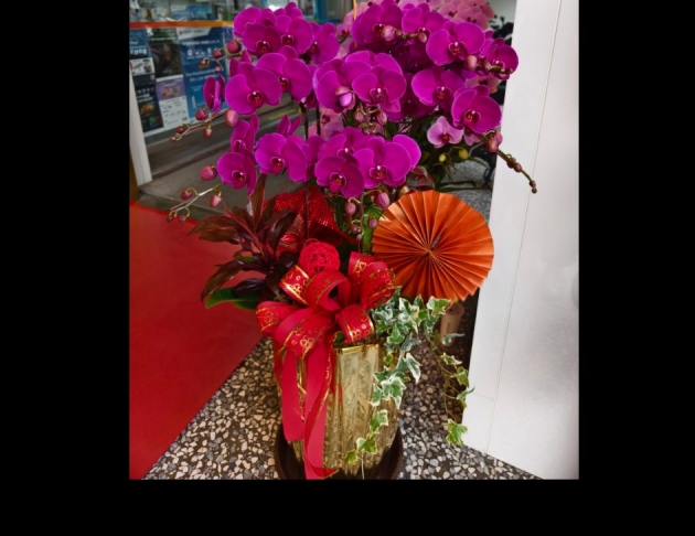 Red.大紅喜慶蘭花