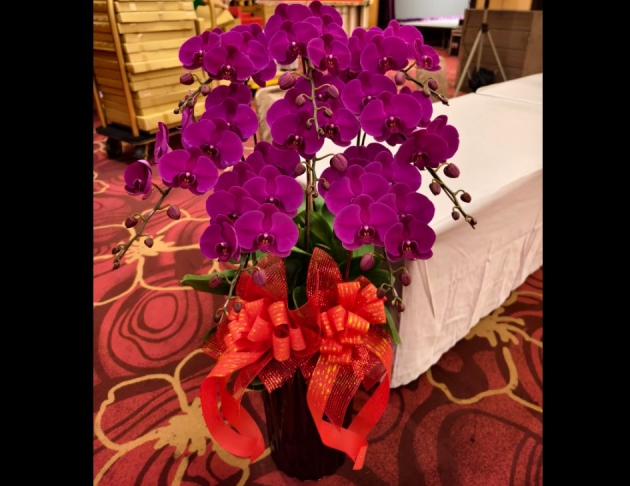 Red.大紅喜慶蘭花