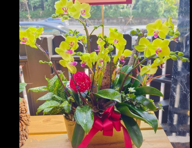 精品桌上型蘭花